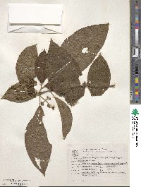 Miconia dasytricha image