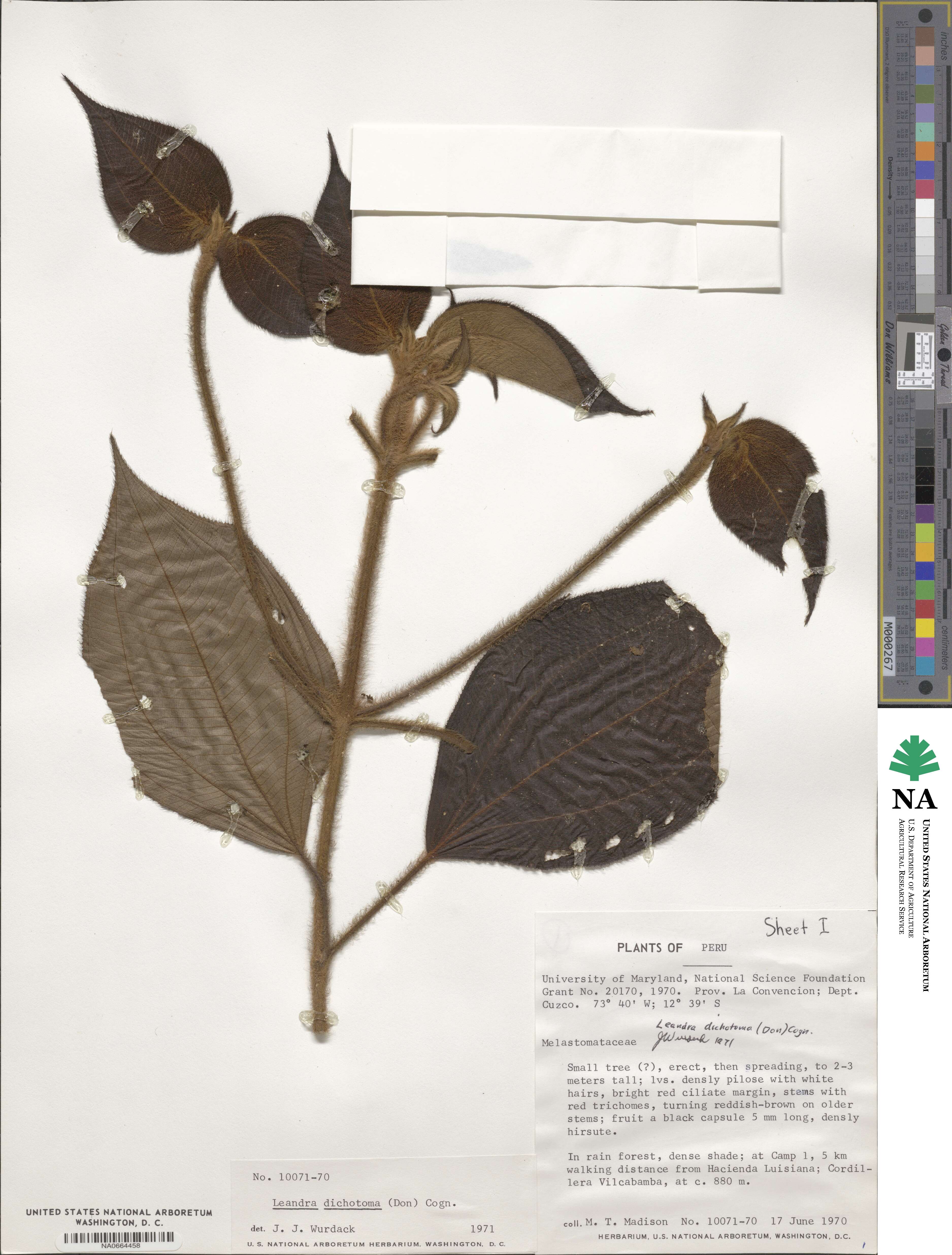 Miconia sulcicaulis image