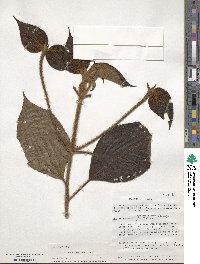 Miconia sulcicaulis image