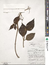 Miconia sulcicaulis image