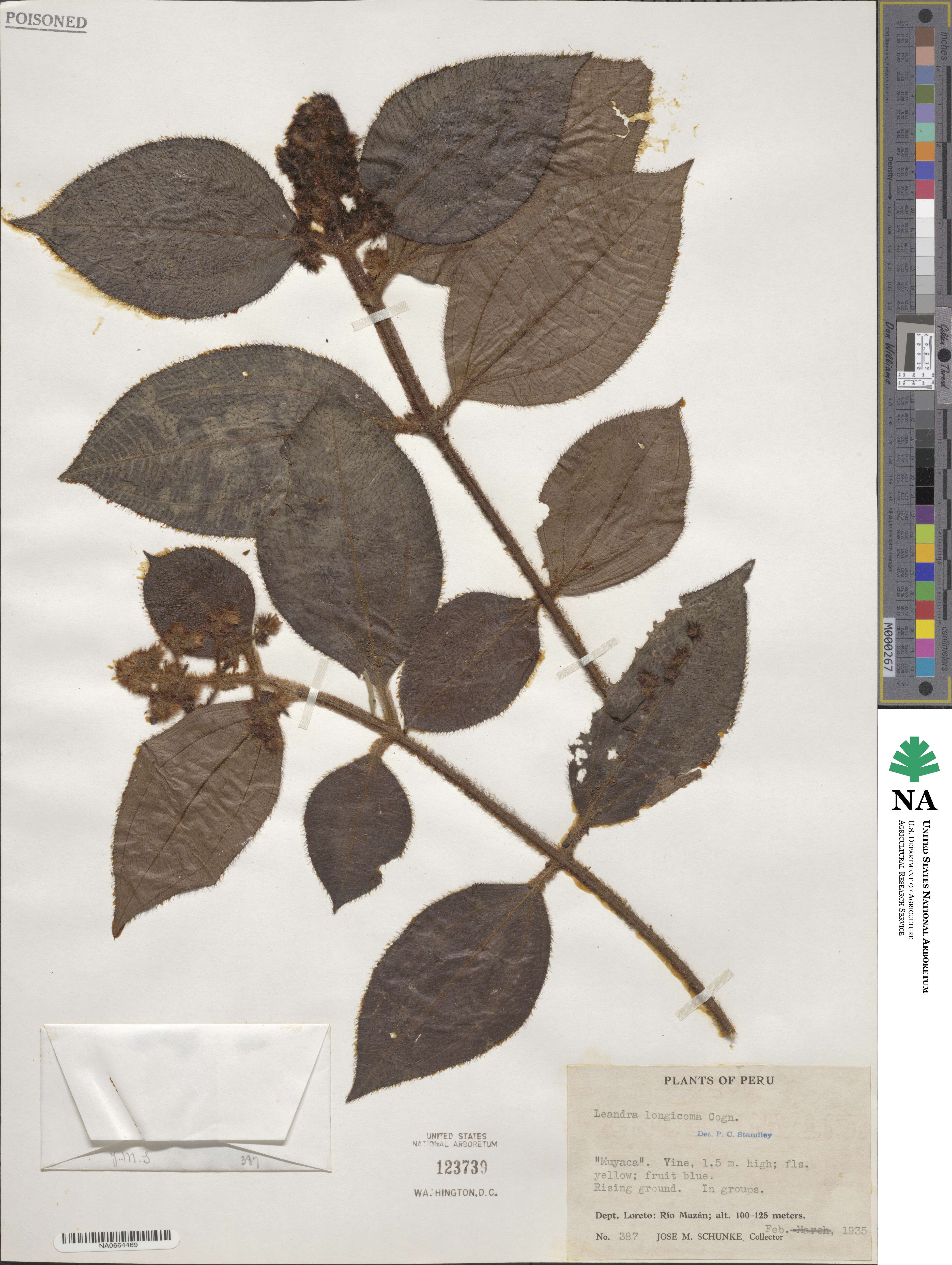 Miconia longicoma image