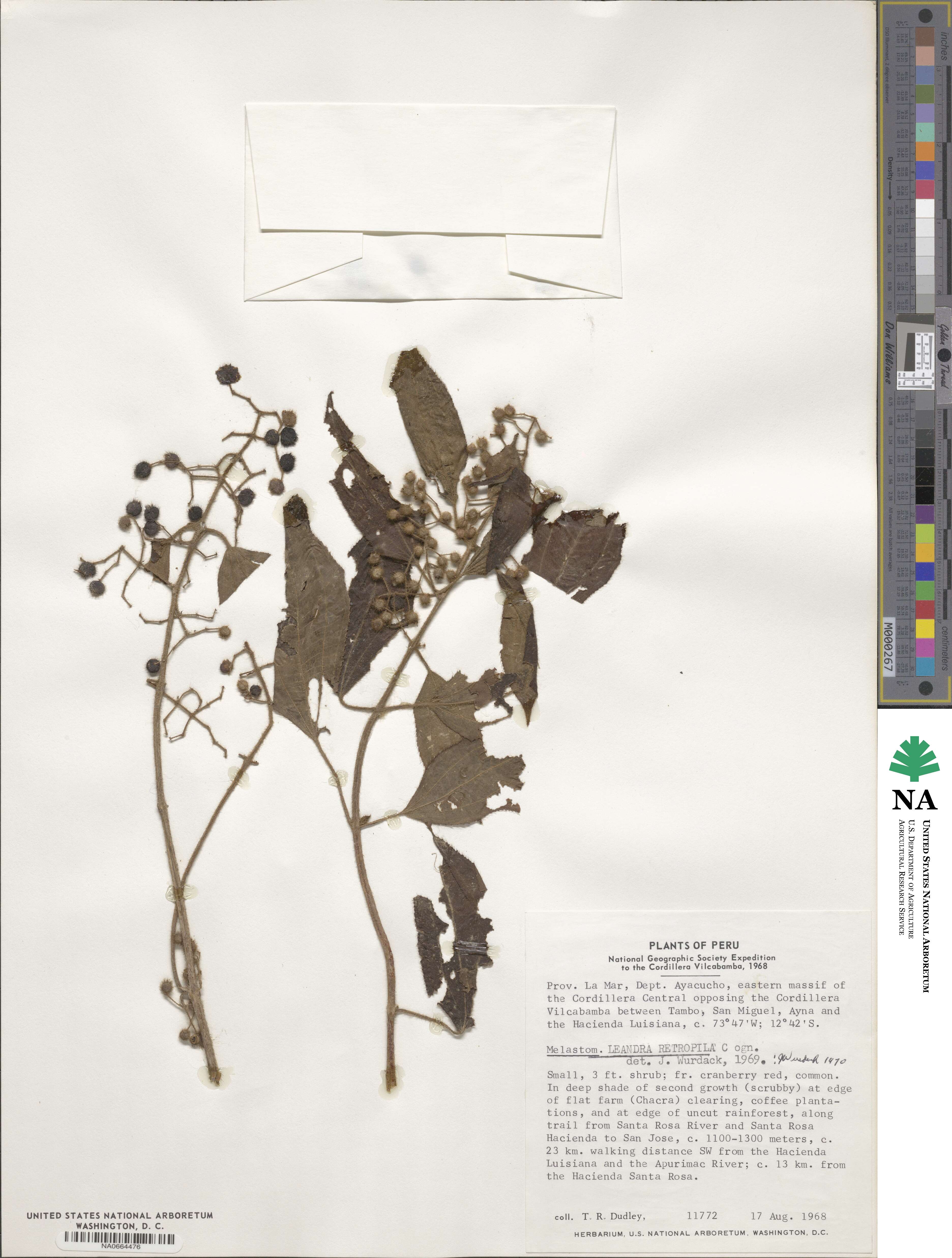 Miconia secunretropila image