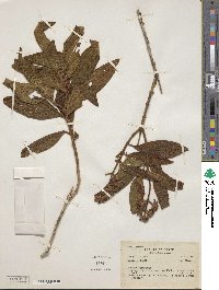 Miconia melastomoides image