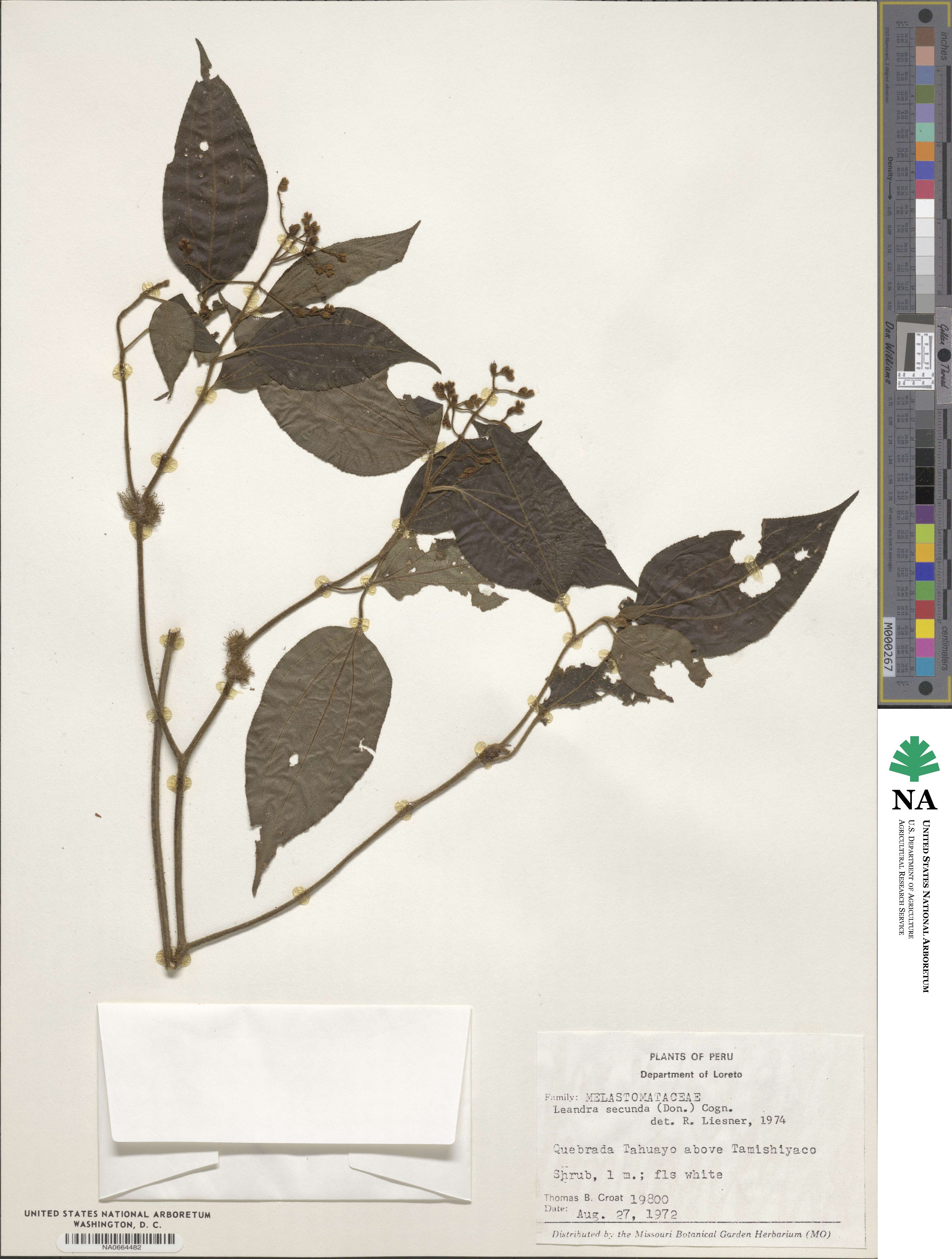 Miconia neosecunda image