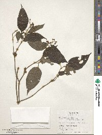 Miconia neosecunda image