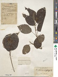 Miconia neosecunda image