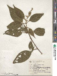 Miconia sublanata image