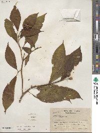 Miconia subhirsuta image