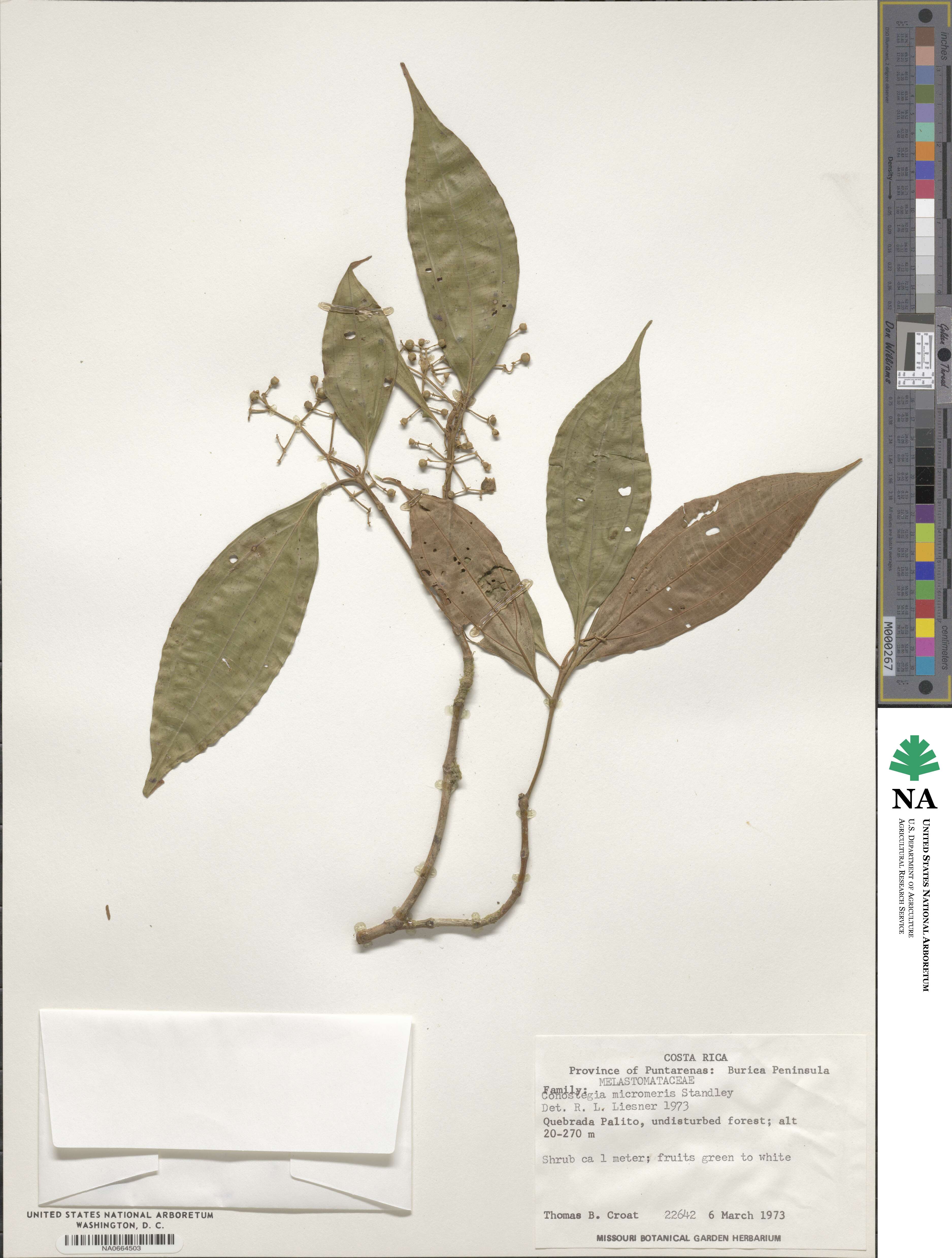 Miconia cinnamomea image