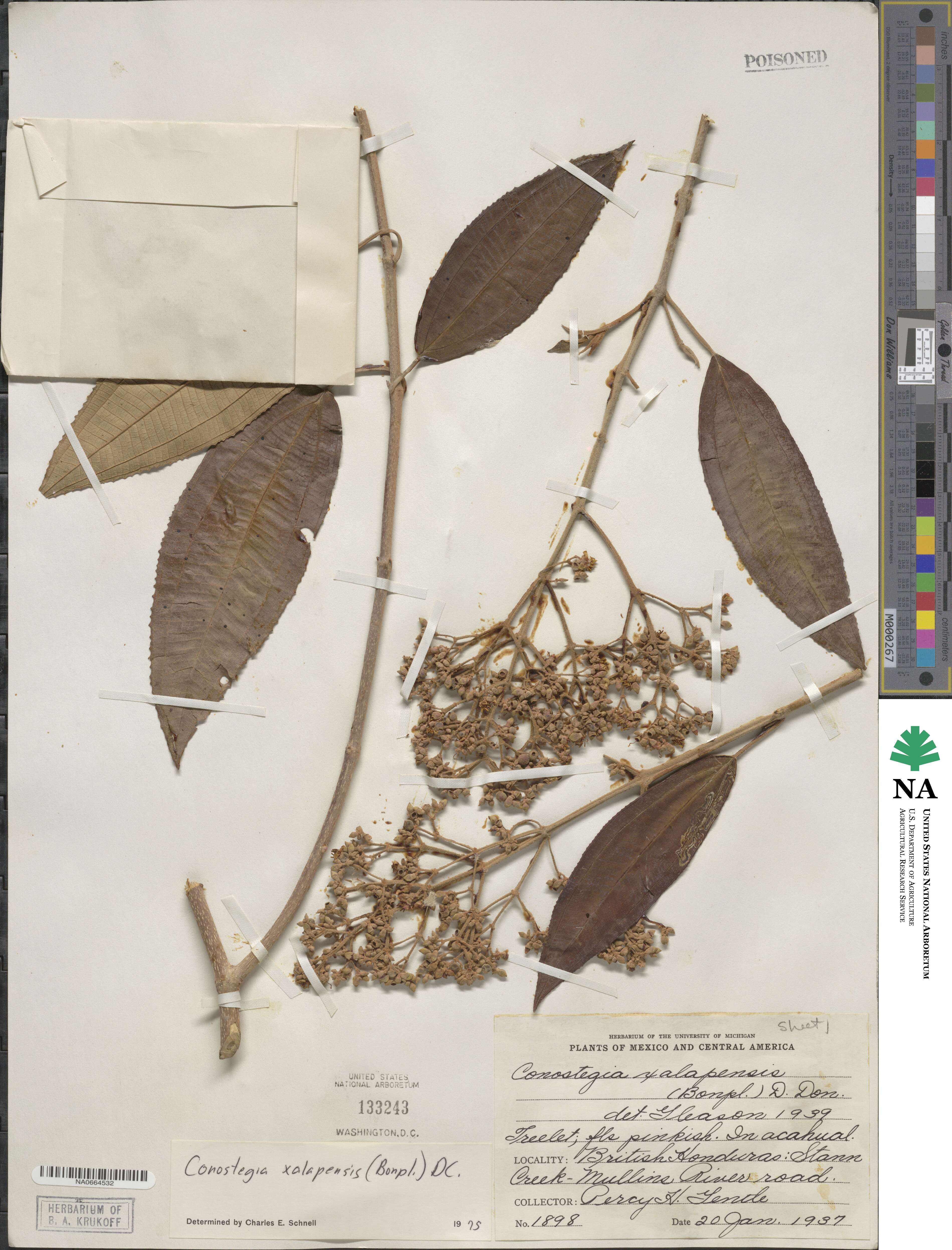 Miconia image