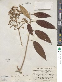 Miconia xalapensis image