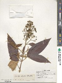 Miconia xalapensis image