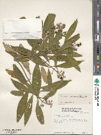 Miconia xalapensis image