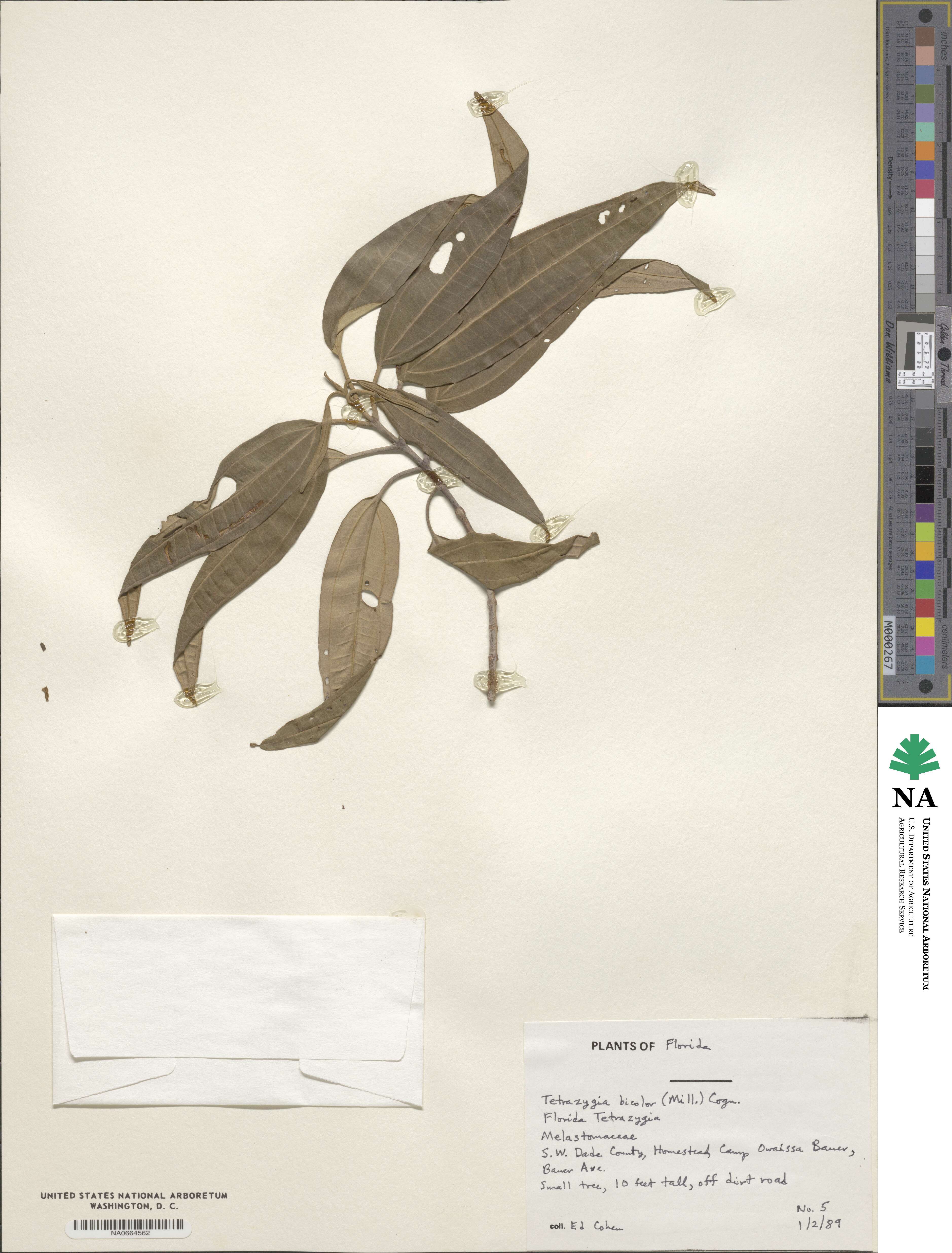 Miconia bicolor image