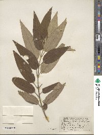 Miconia bicolor image