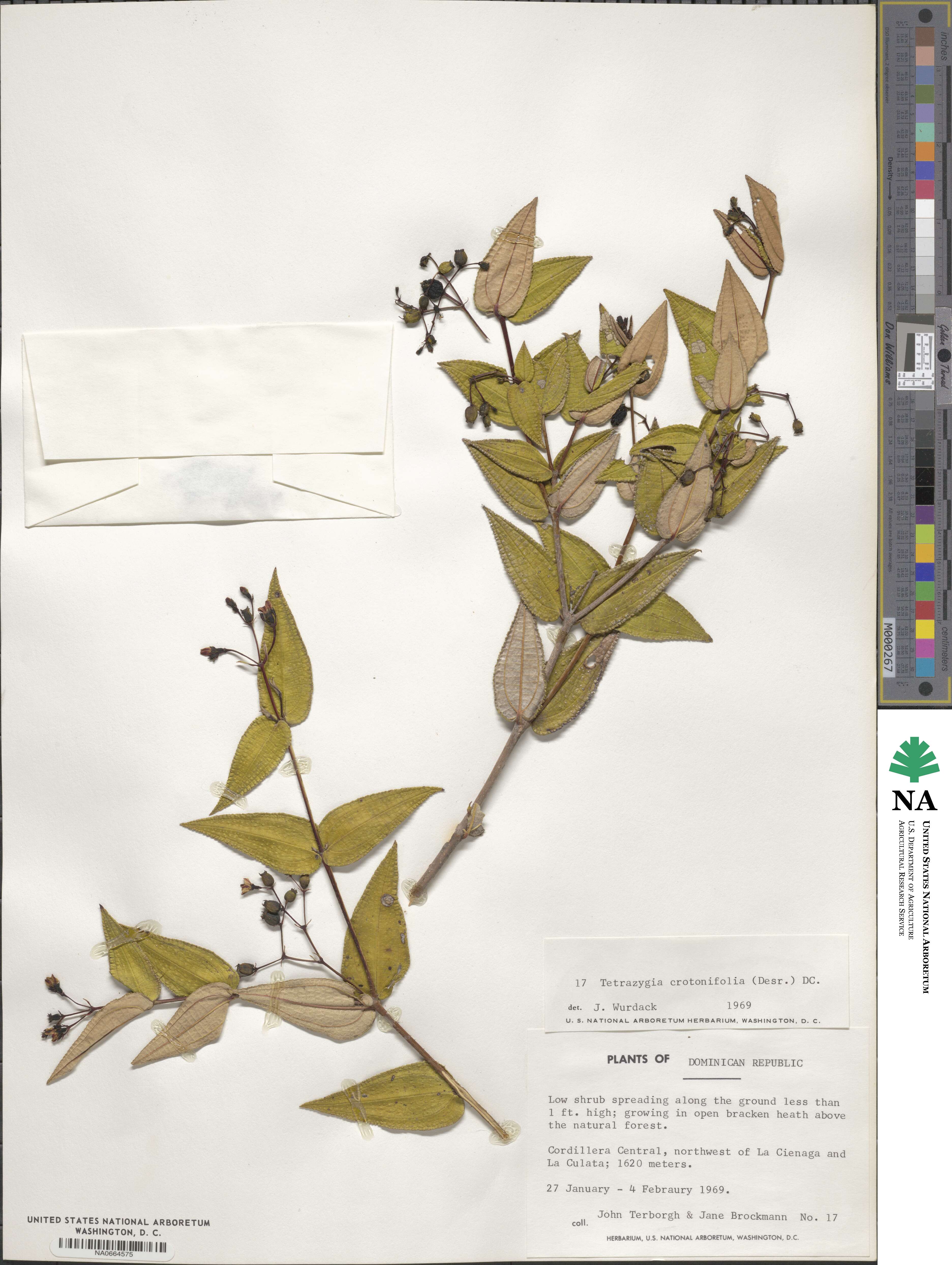 Miconia crotonifolia image