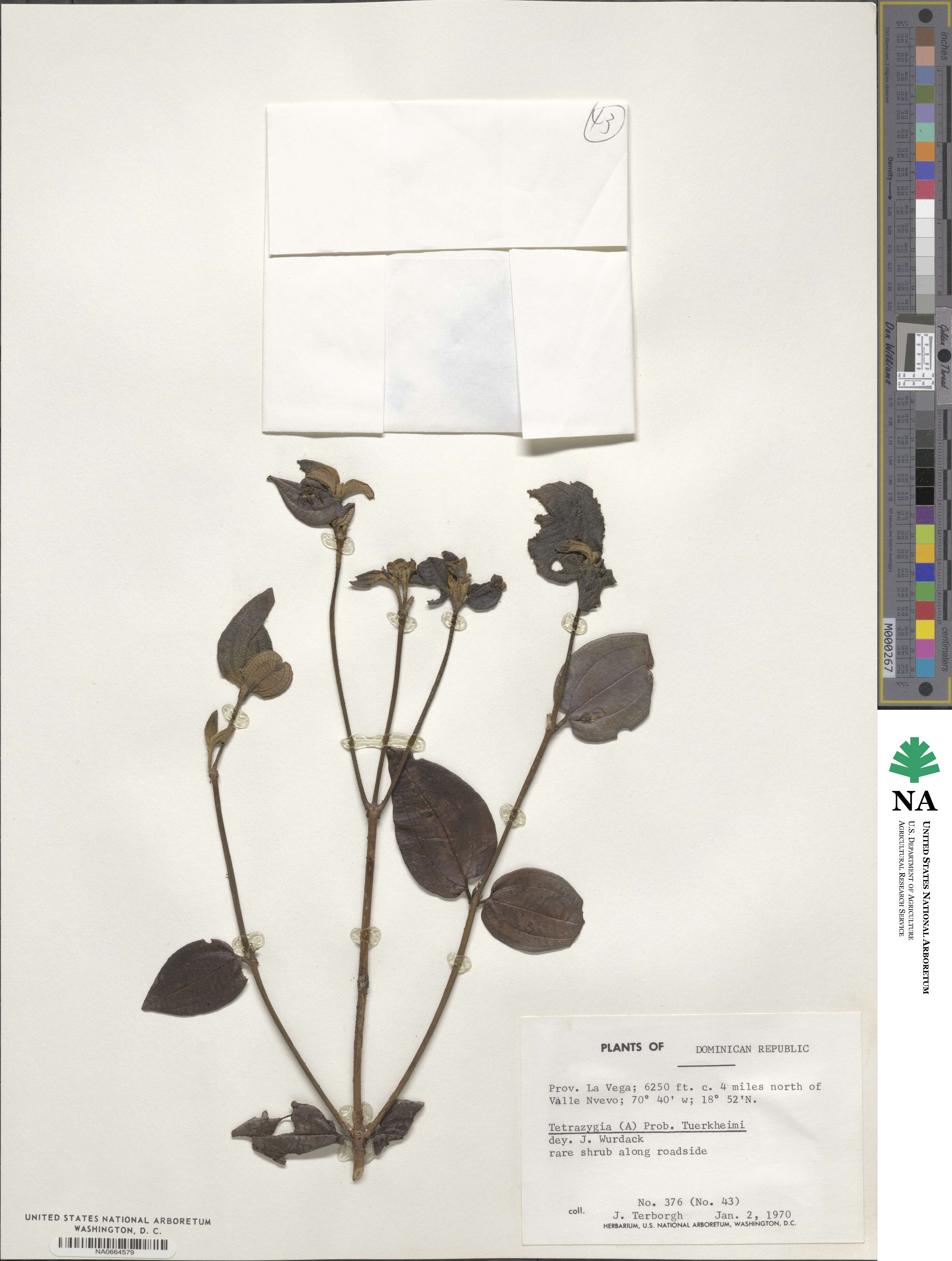 Miconia macrocarpa image