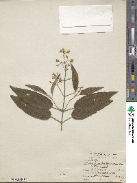 Miconia bicolor image