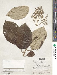 Miconia argentea image