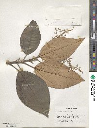 Miconia argentea image