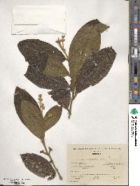 Miconia barbinervis image