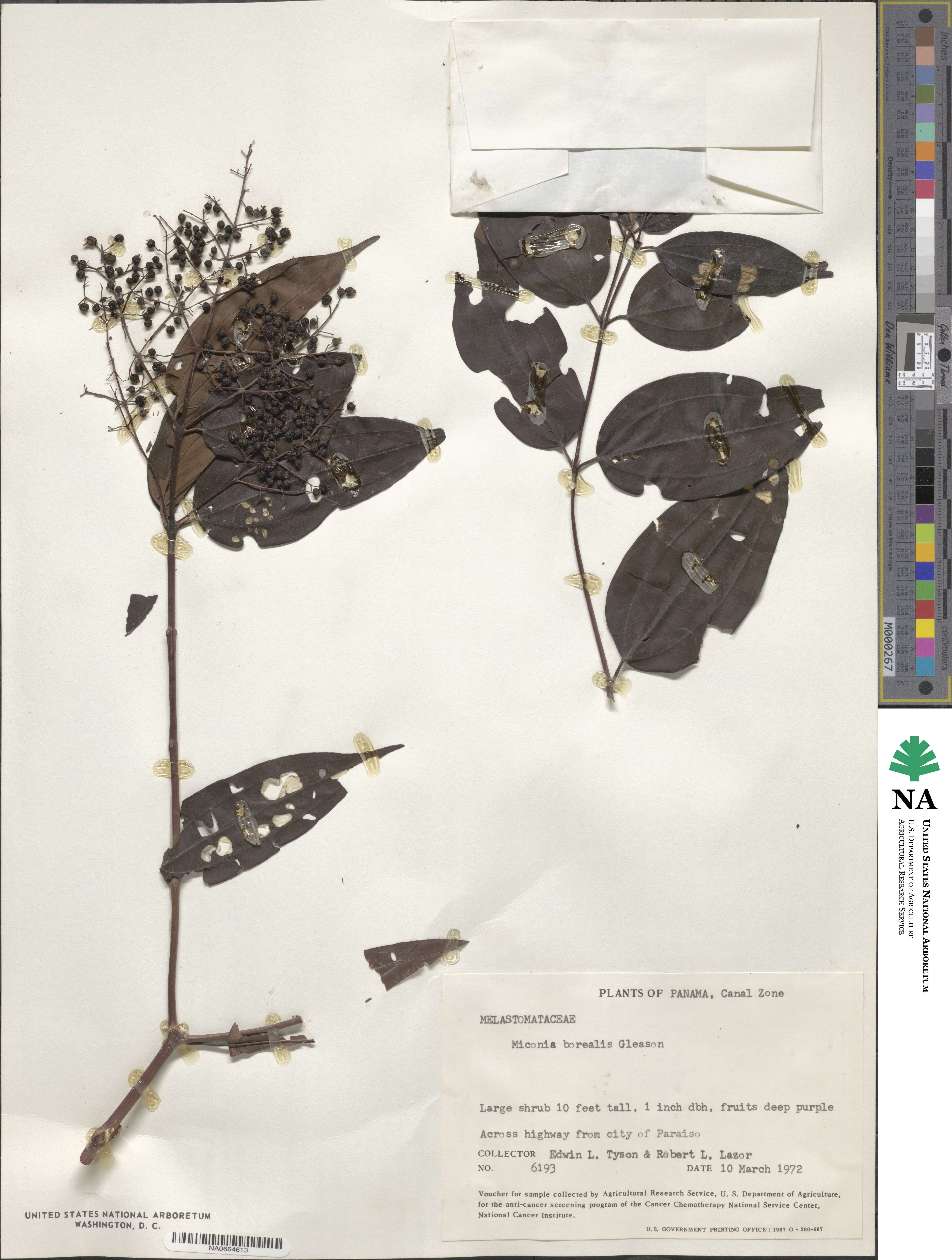 Miconia minutiflora image