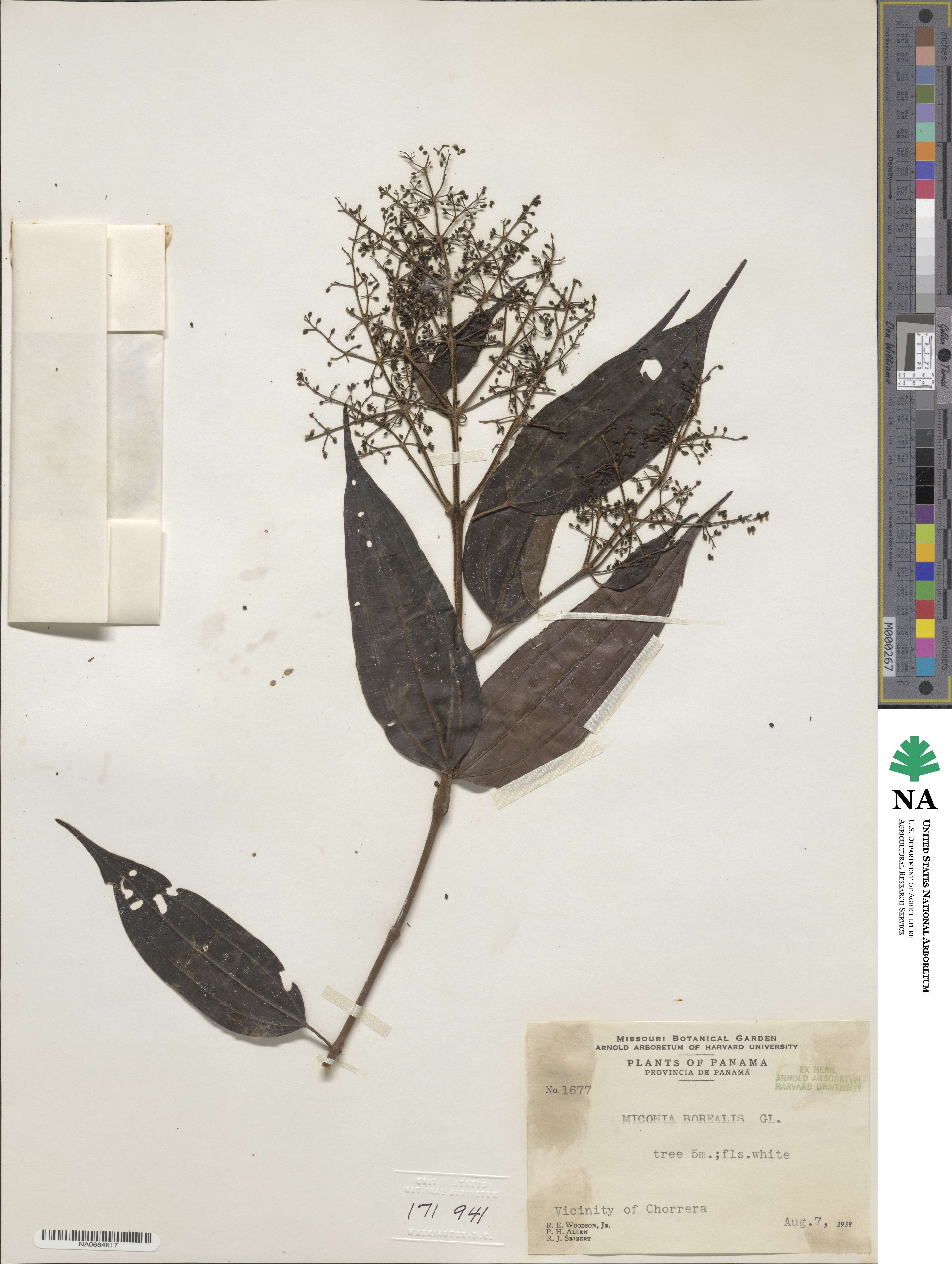Miconia minutiflora image