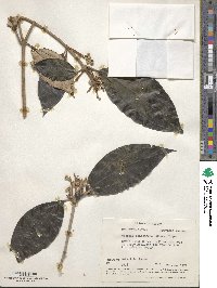 Miconia dodecandra image