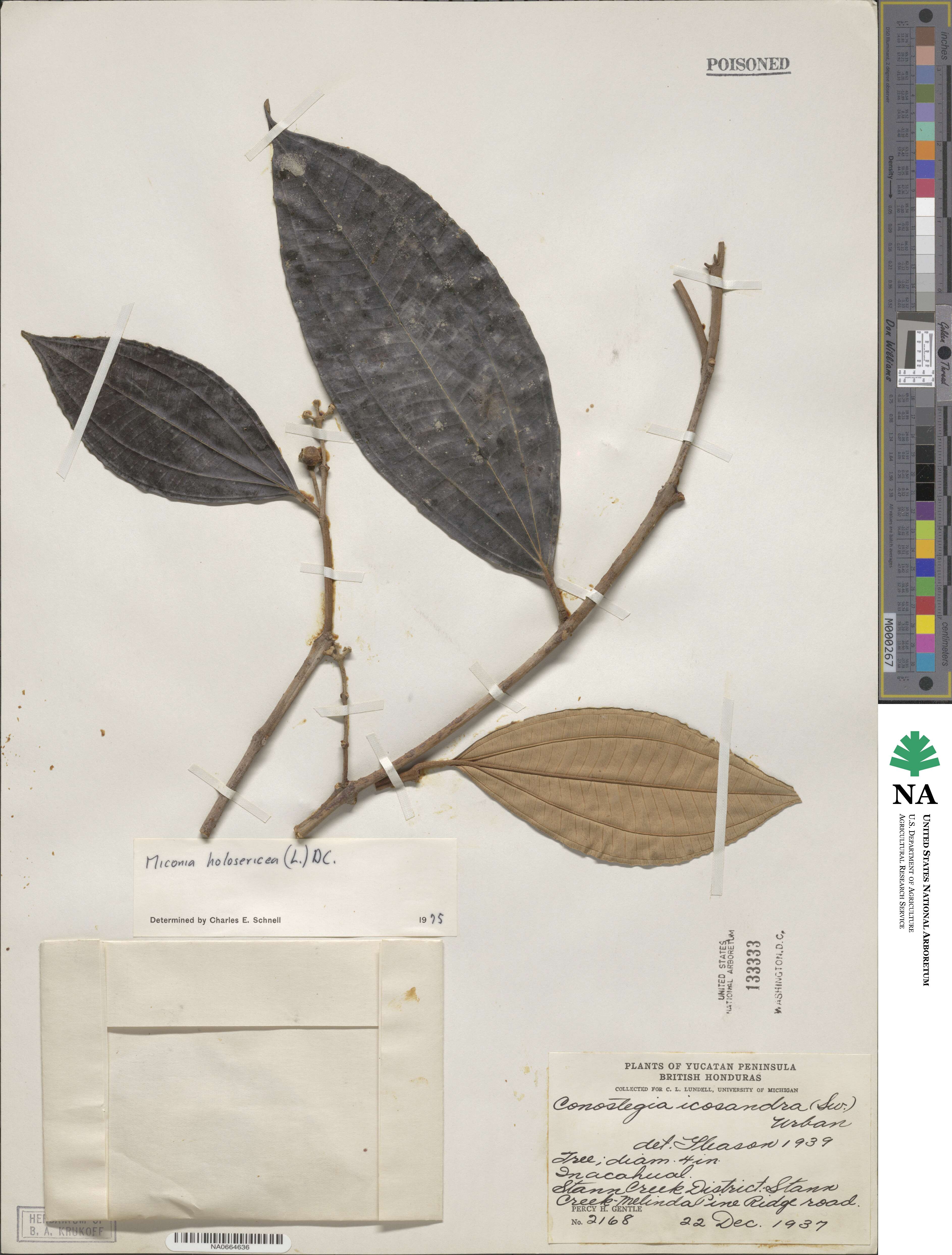 Miconia holosericea image