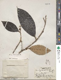 Miconia holosericea image