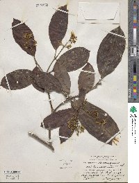 Miconia hondurensis image