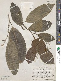 Miconia hondurensis image