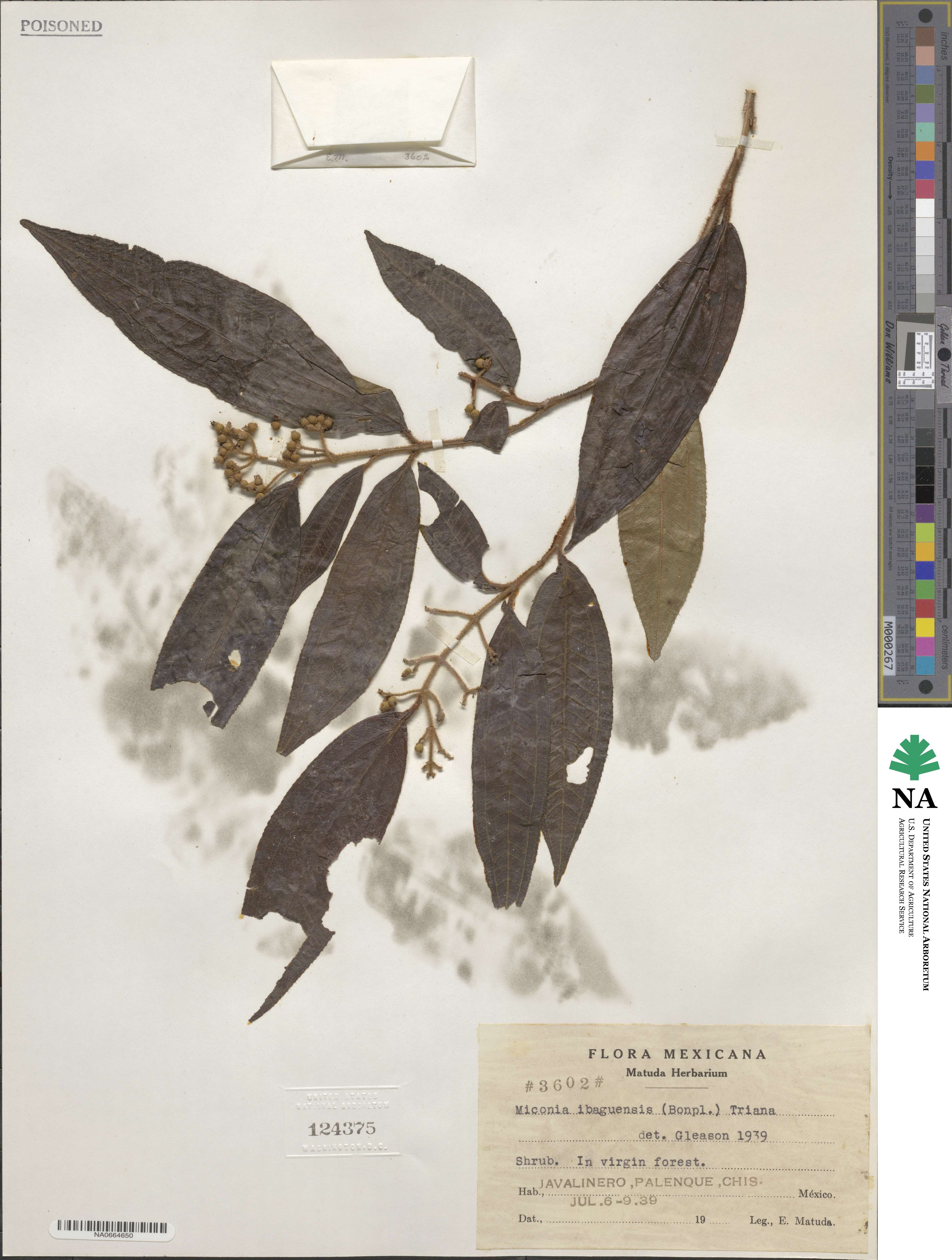 Miconia ibaguensis image