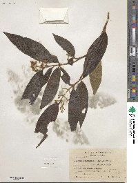 Miconia ibaguensis image