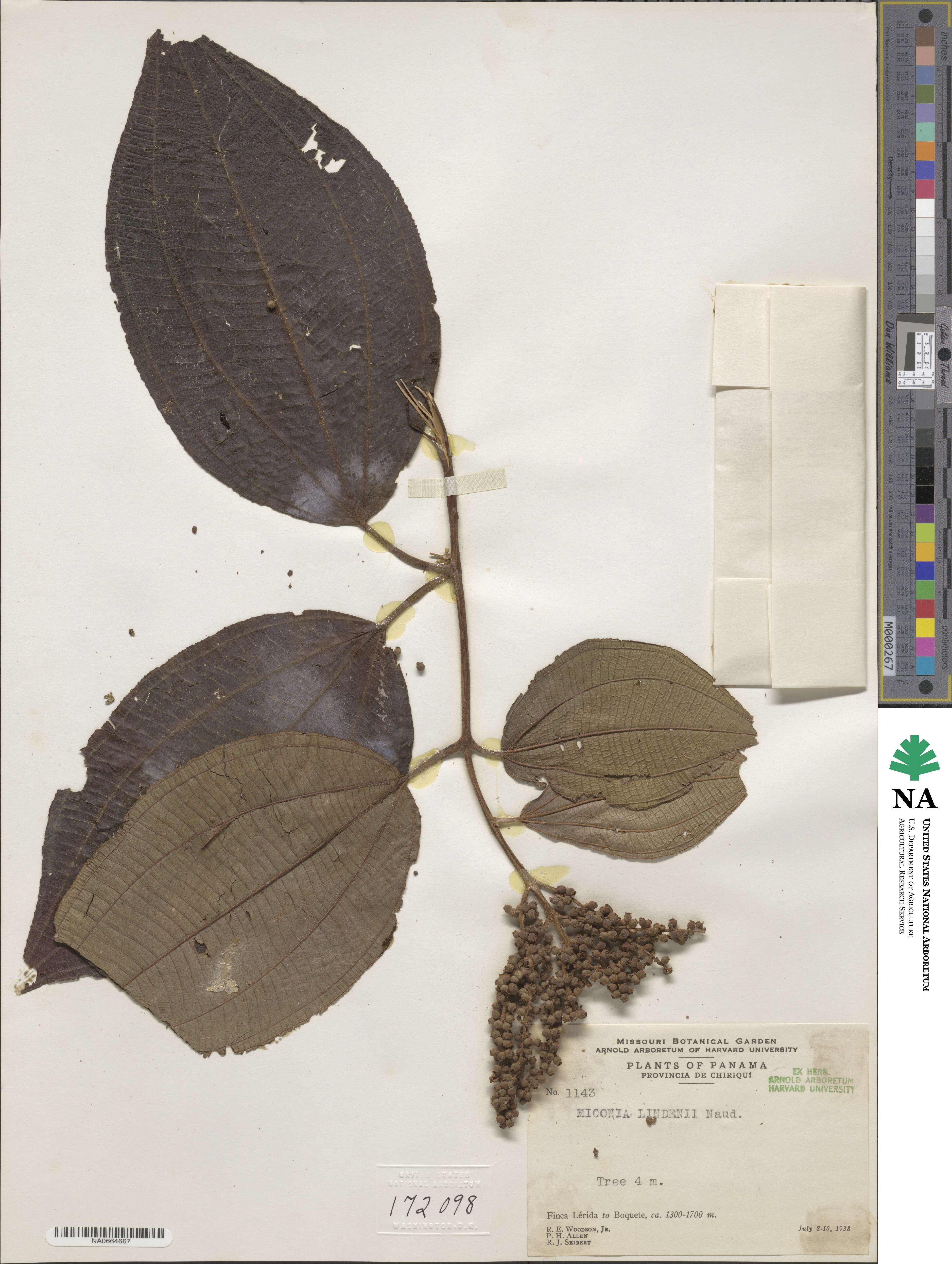 Miconia aeruginosa image