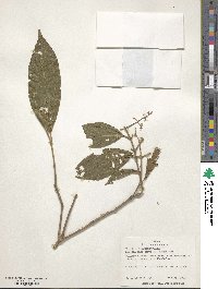 Miconia microcarpa image