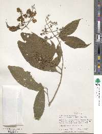 Miconia microcarpa image