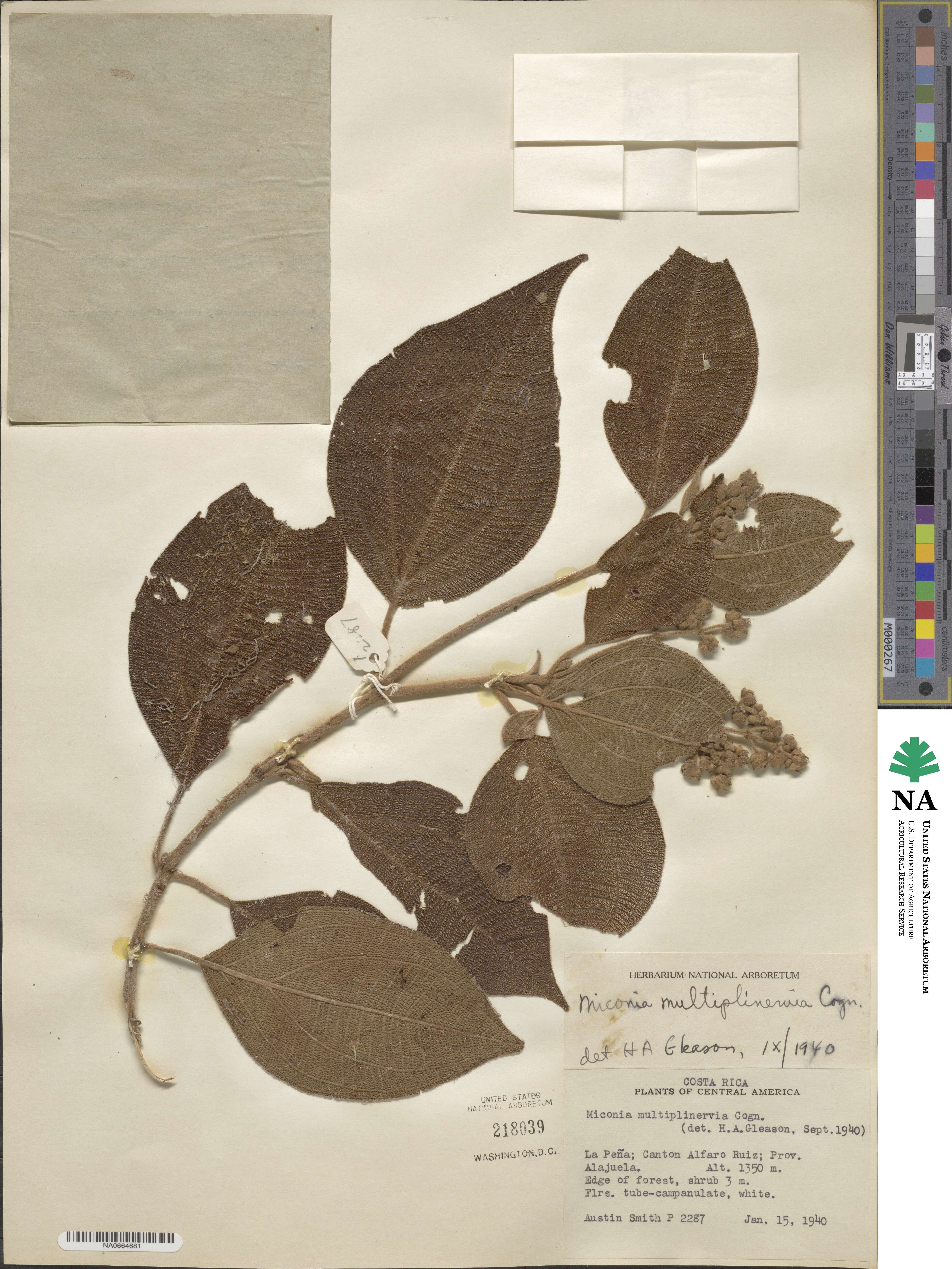 Miconia multiplinervia image