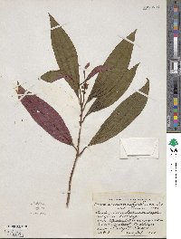 Miconia oinochrophylla image