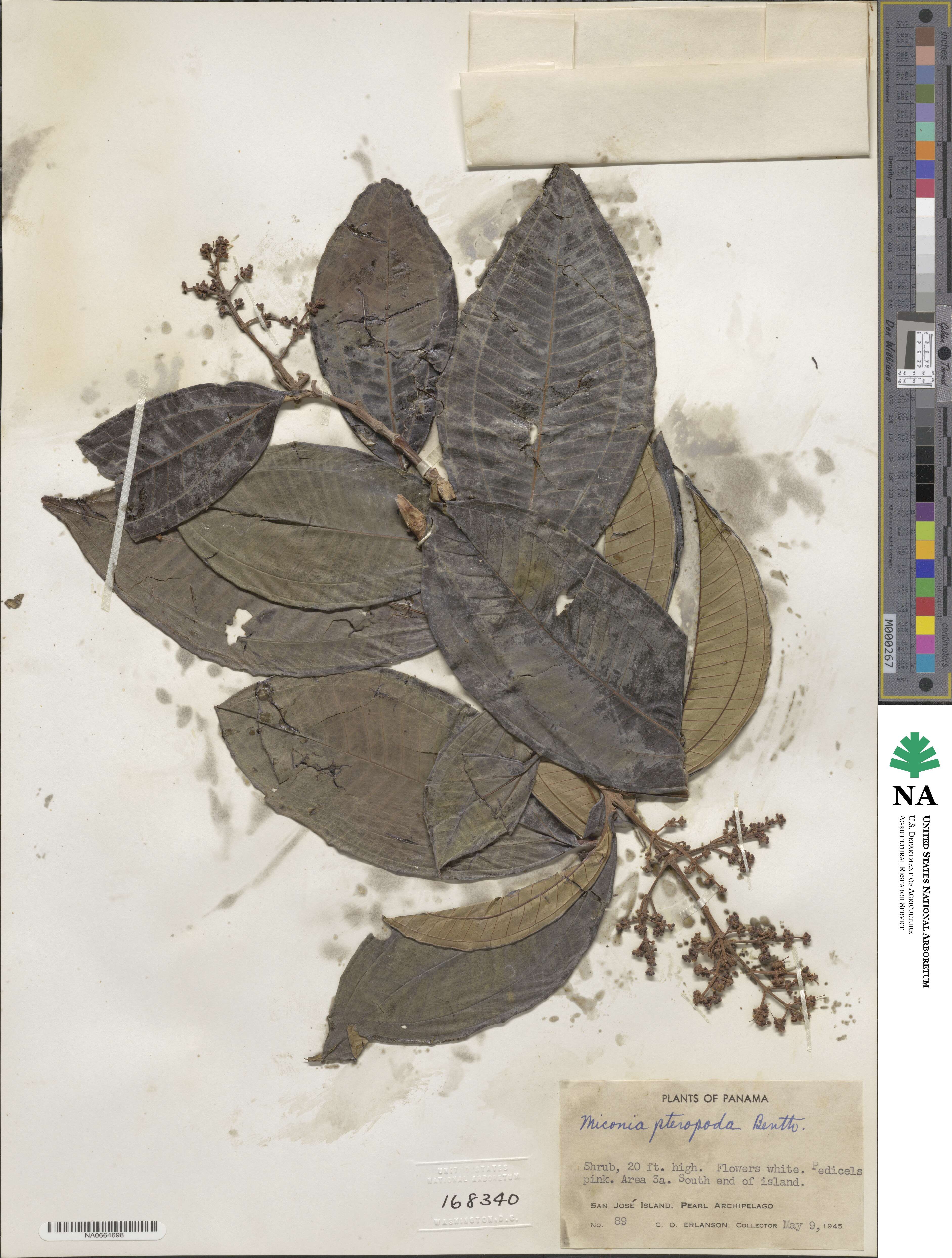 Miconia prasina image