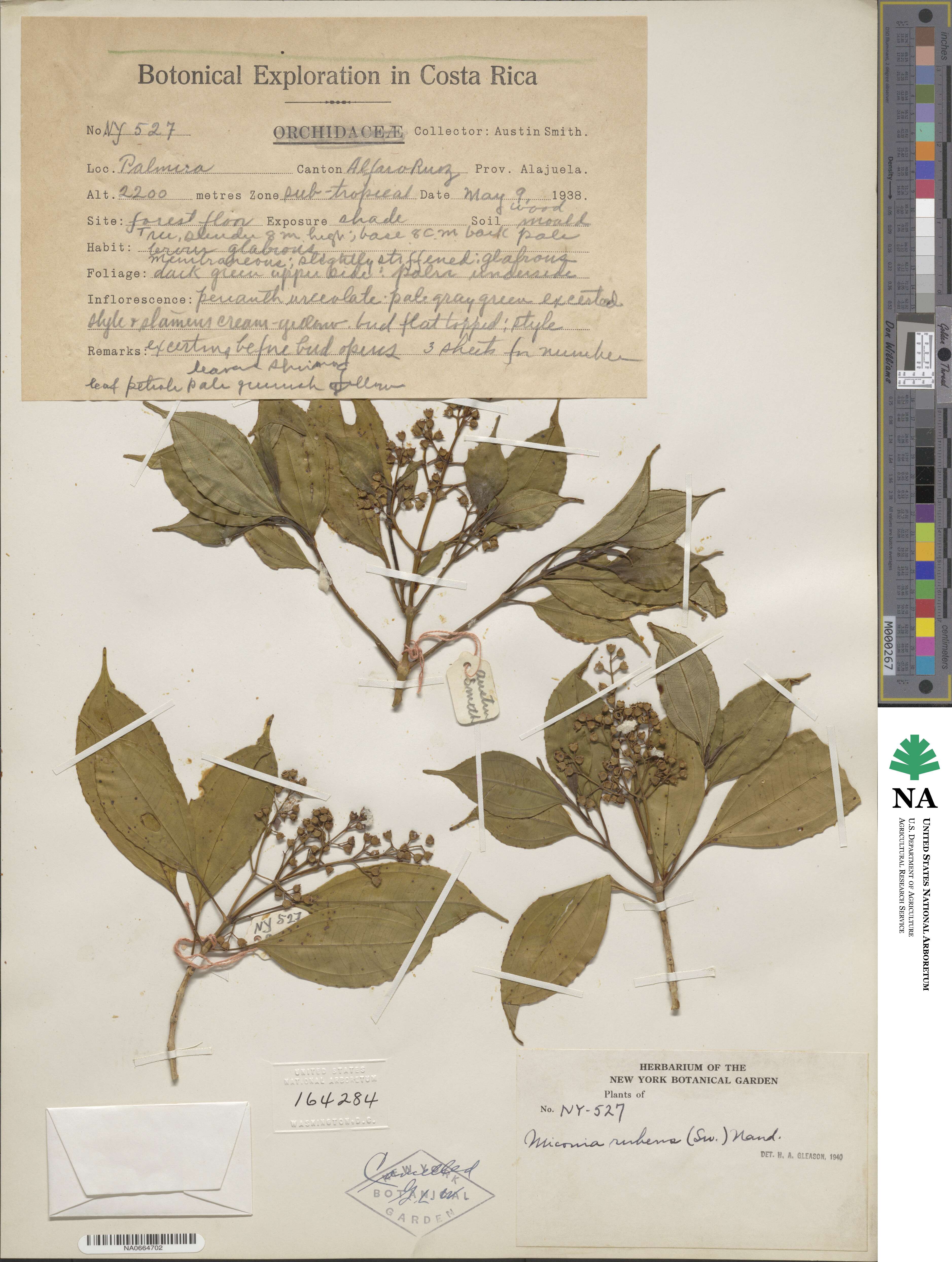 Miconia rubens image