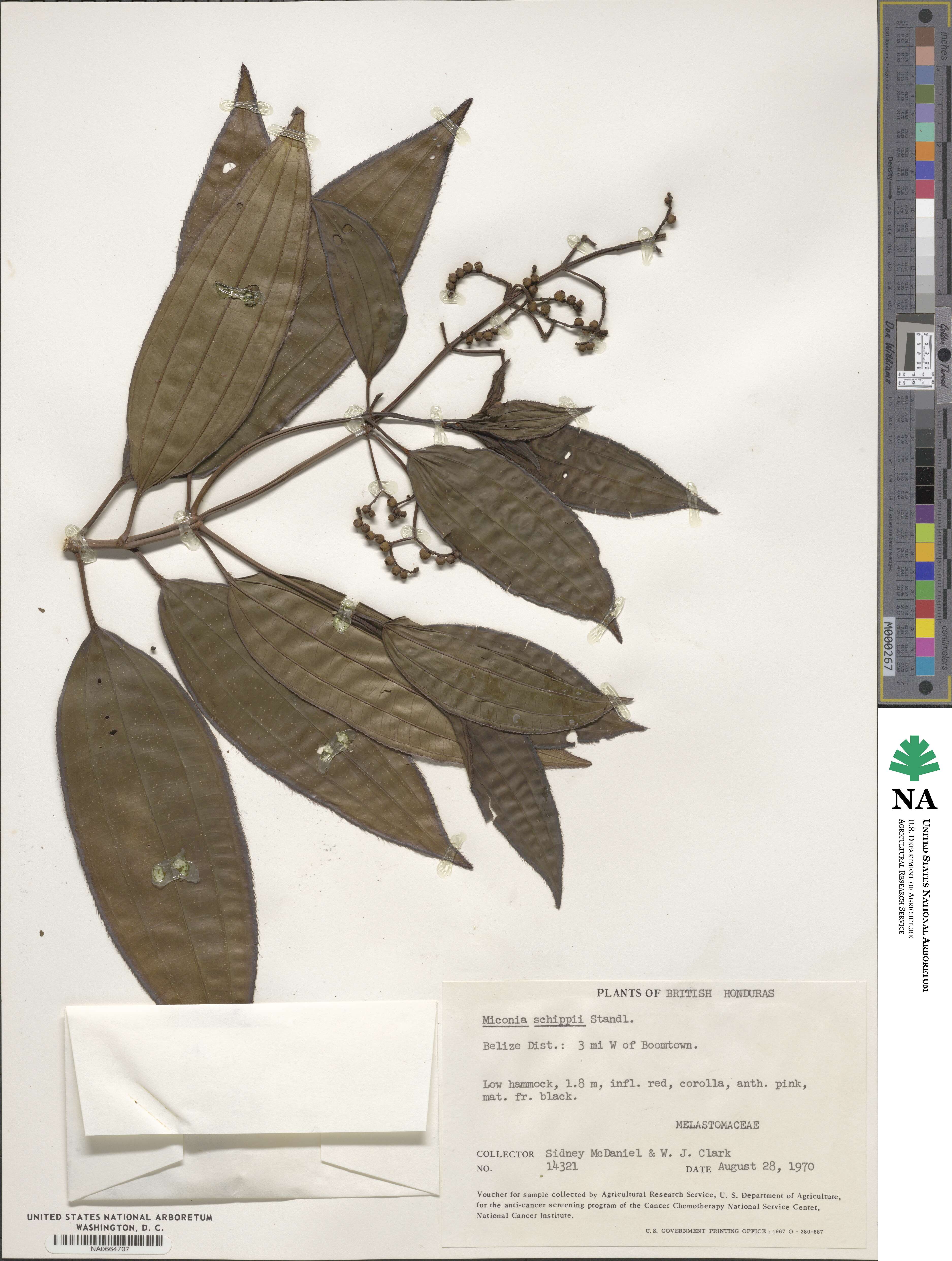 Miconia schippii image