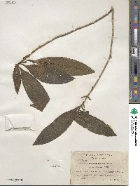 Miconia schlechtendalii image