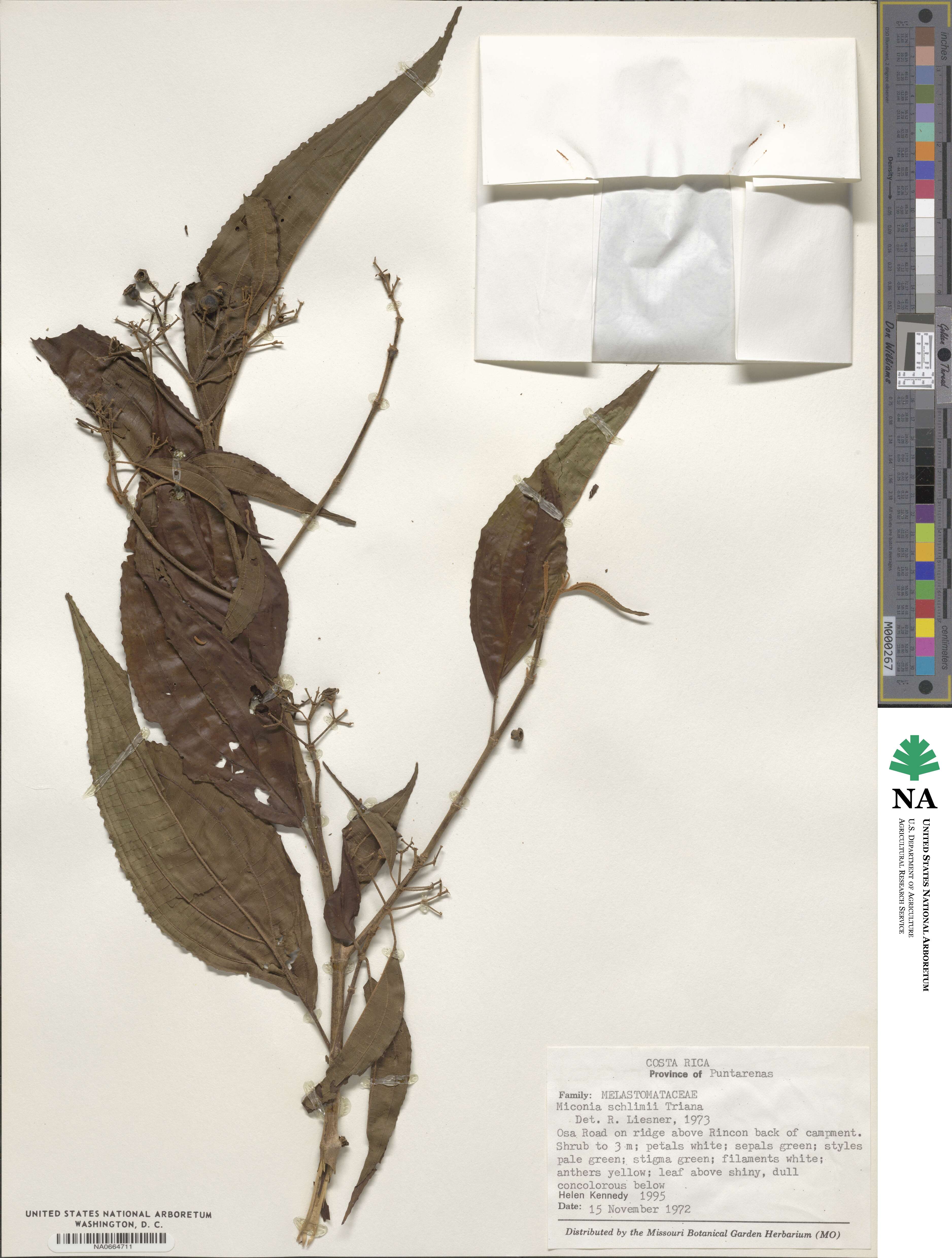 Miconia schlimii image