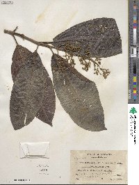 Miconia trinervia image