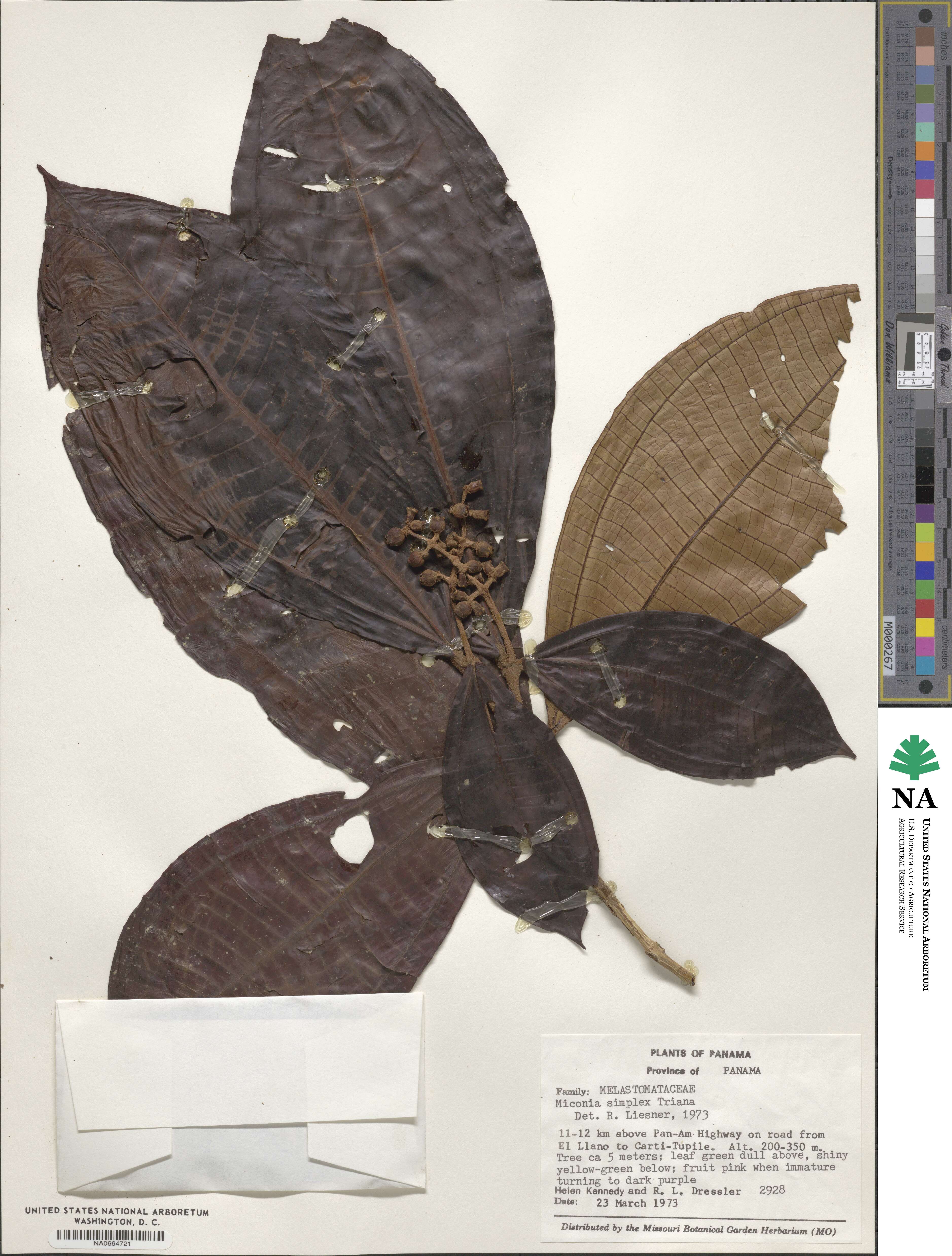 Miconia simplex image