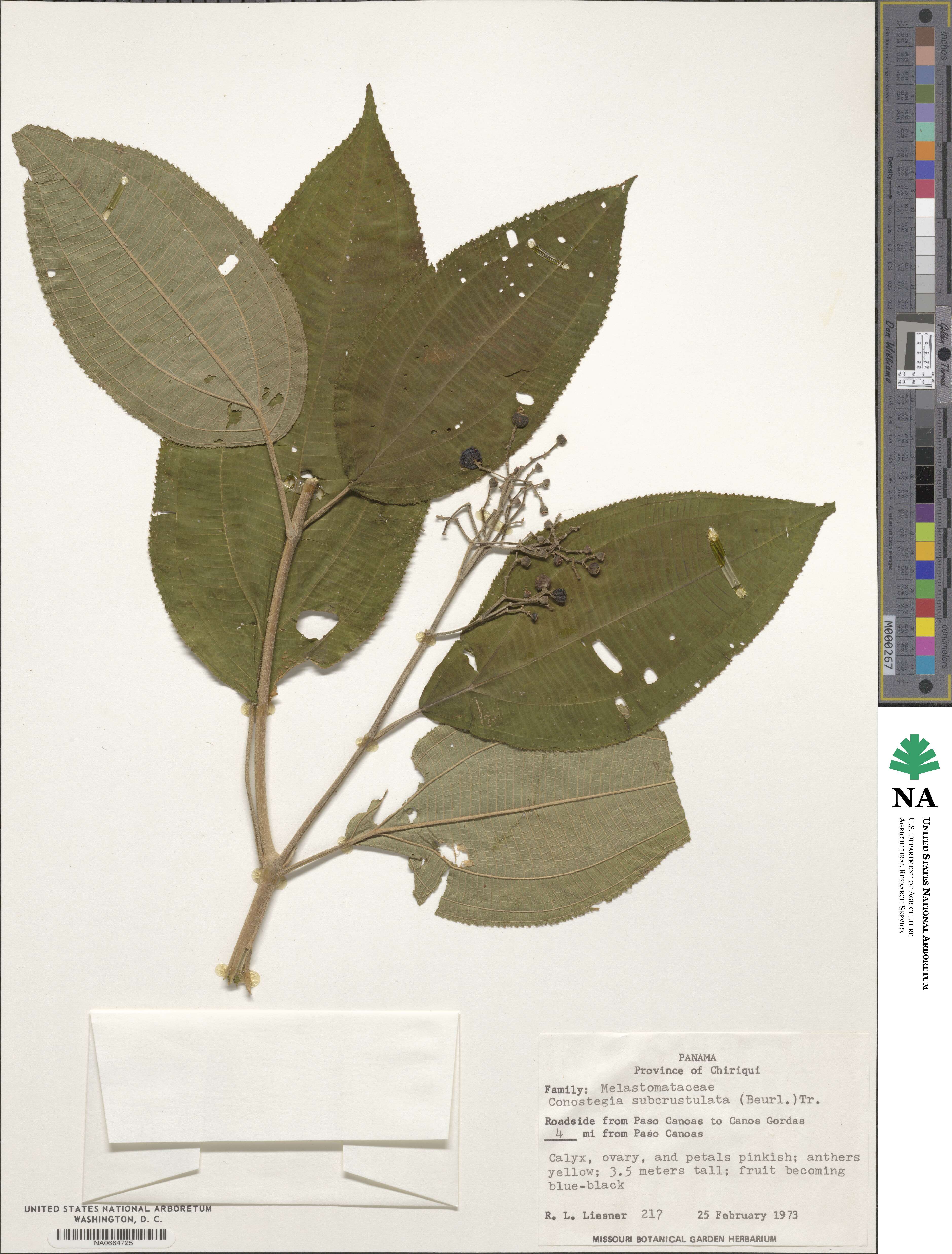 Miconia subcrustulata image