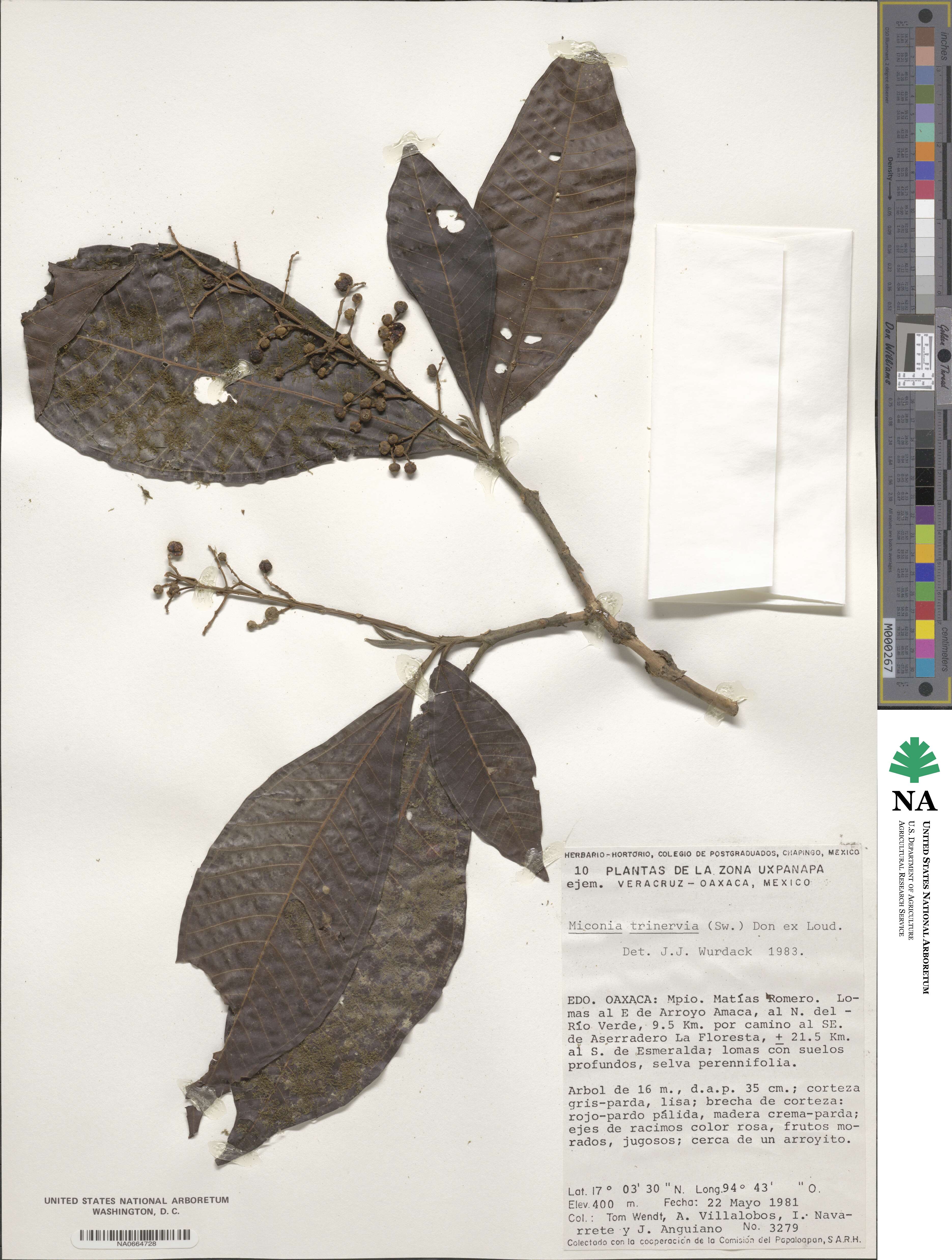 Miconia triplinervis image