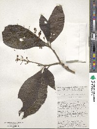 Miconia triplinervis image