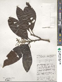 Miconia triplinervis image